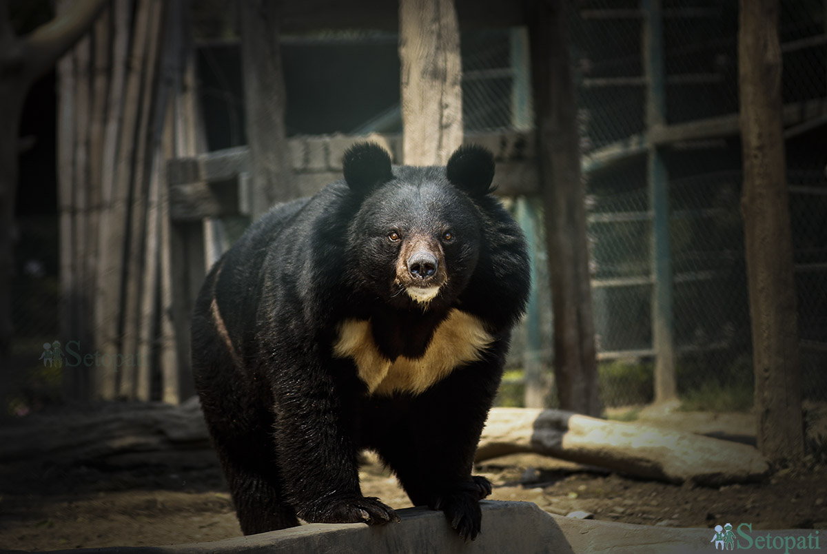 चिडियाखानामा रहेको पोथी भालु 'सोलु'। तस्बिरः नवीनबाबु गुरूङ/सेतोपाटी